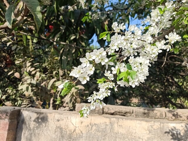 A branch of plum tree with flowers 