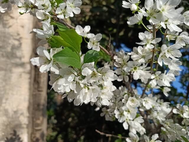 Attractive flowers 