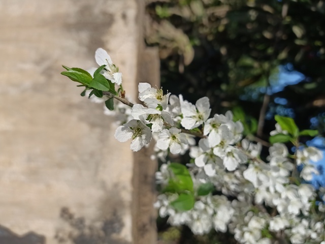 Flowers on a plum tree during spring 