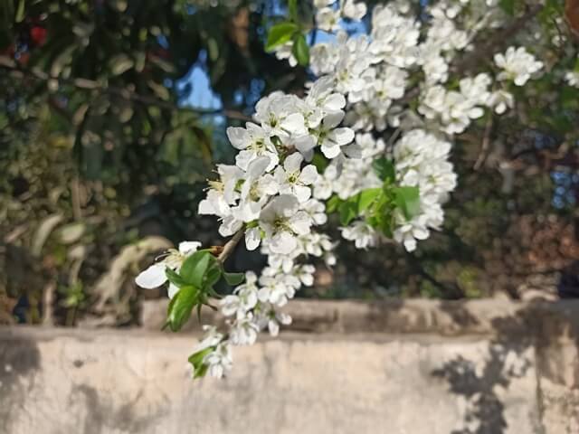 Blossom of plum tree 