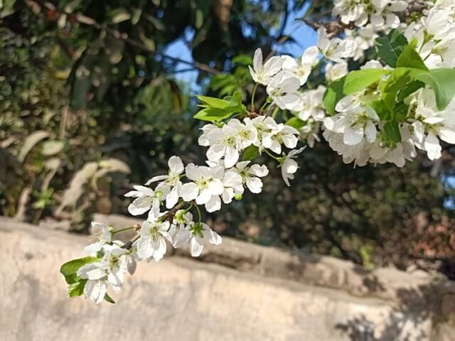 White spring flowers 