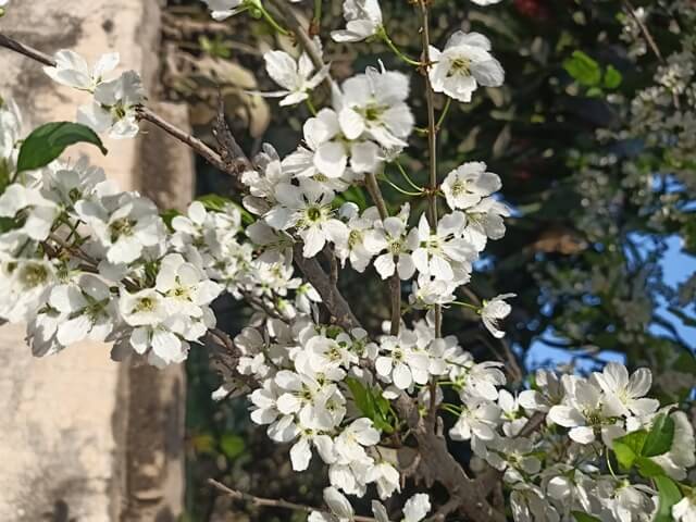 Plum tree stem 