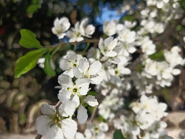 Beautiful white flowers bloom 