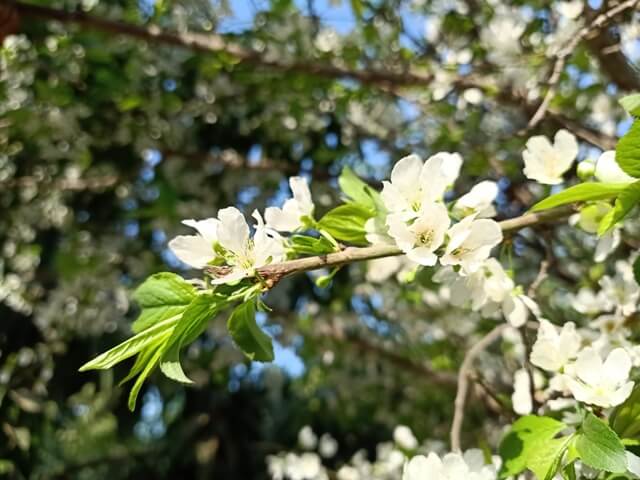 Attractive branch of a plum tree 