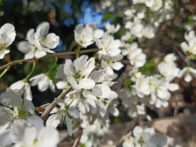 Blooming tree 