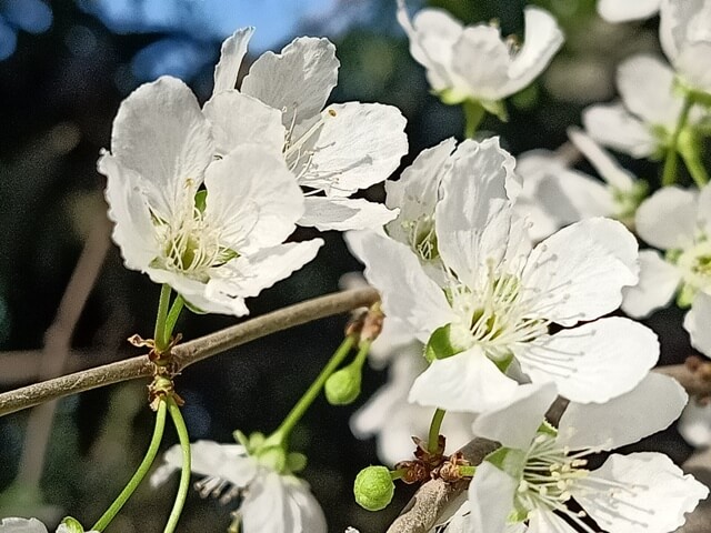 Macro plum flowers 