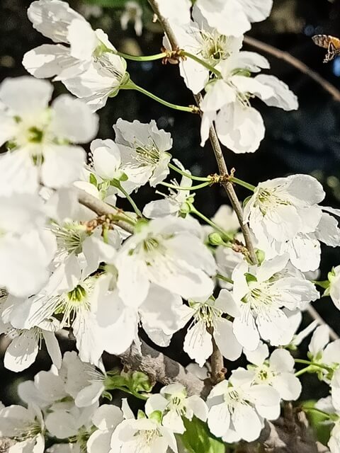 Bunch of plum flowers 