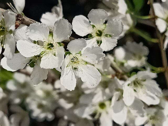 Beautiful spring on a plum tree 