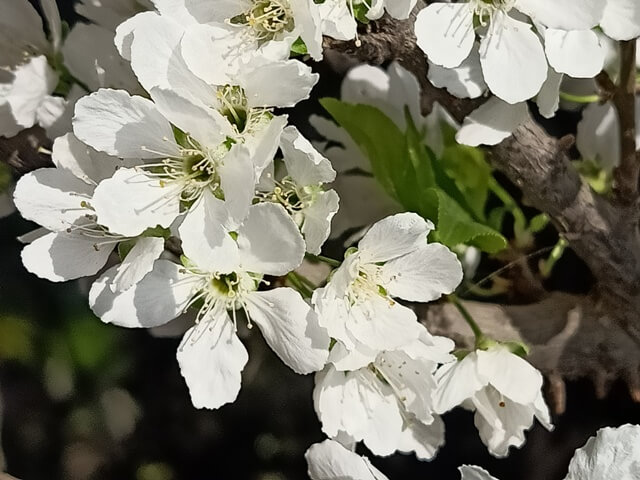 White beauty of spring season