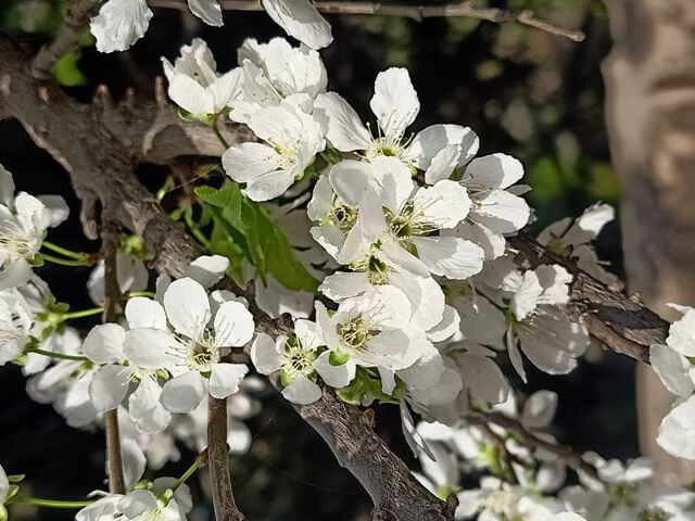 Bunch of plum flowers 