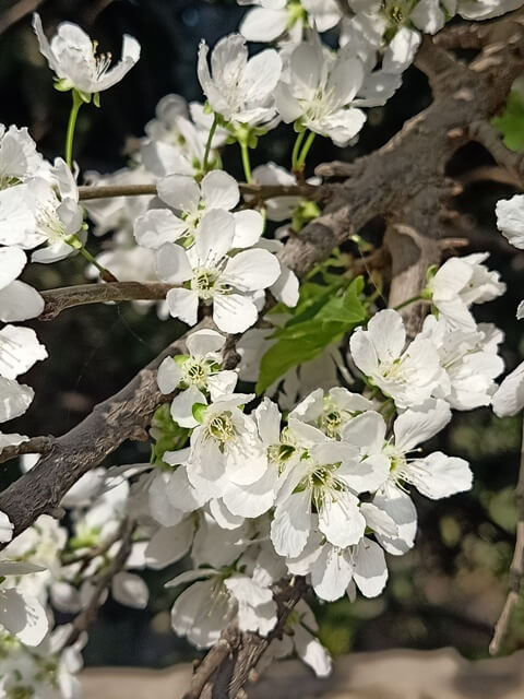 Plum tree flowers image 
