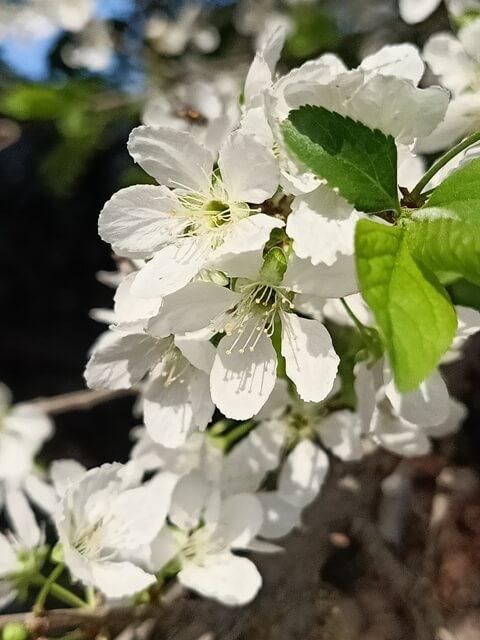 Attractive branch of a plum tree blooming flowers 
