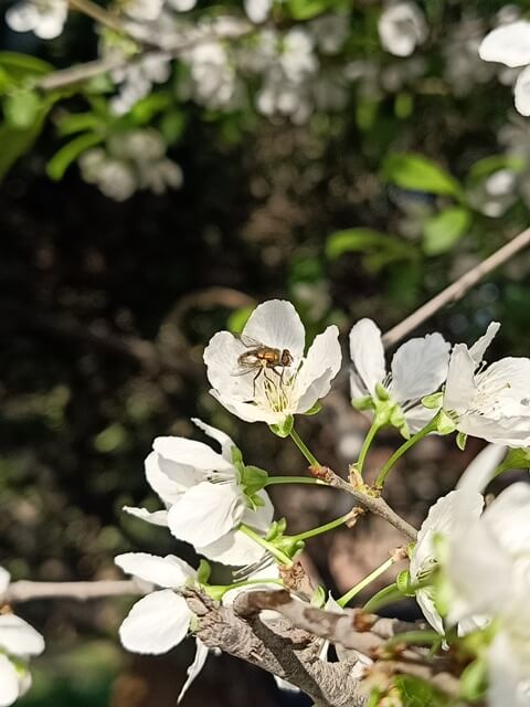 Pollination of plum tree flowers 