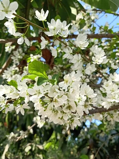 Bloom of plum 