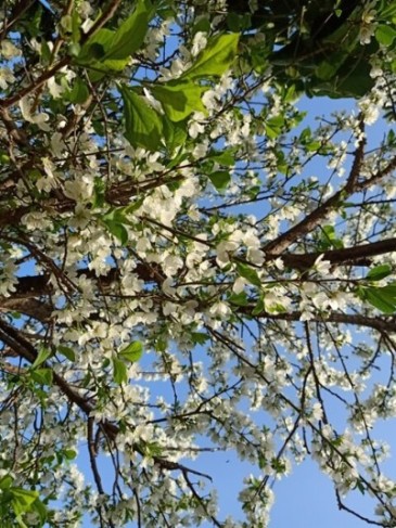 Flower loaded branches of a plum tree 