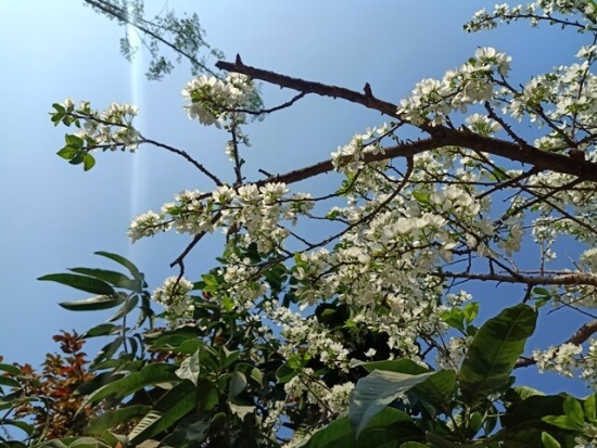 Flowers of plum tree with sky in the background 