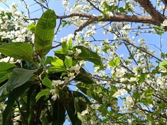 Leaves and flowers loaded plum tree 