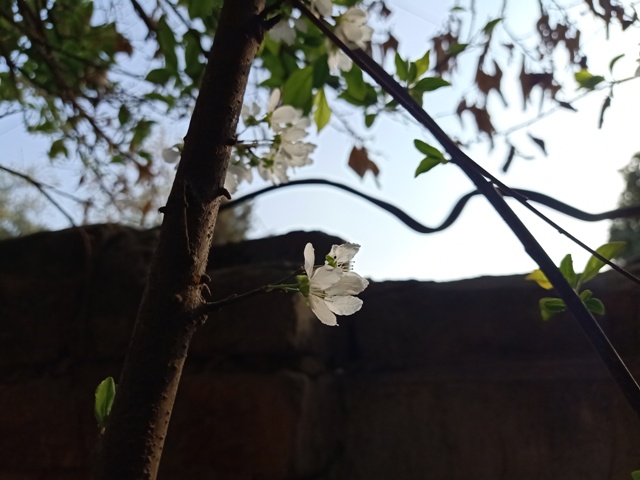 Tiny plum flower