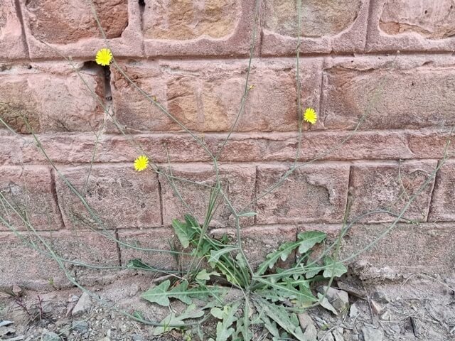 Dandelion with the wall 