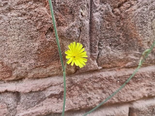 Attractive dandelion flower on the wall 