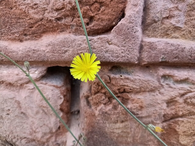 Solo dandelion flower with the wall
