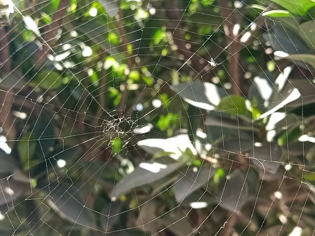 A spider web pattern on a plant 
