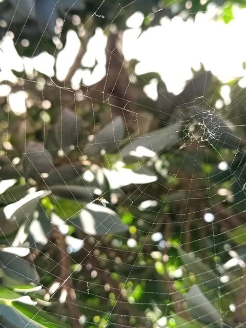 Web art by a spider 