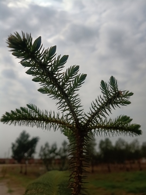 Garden pine plant 