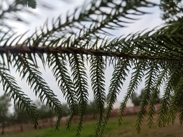Pine plant leaves 