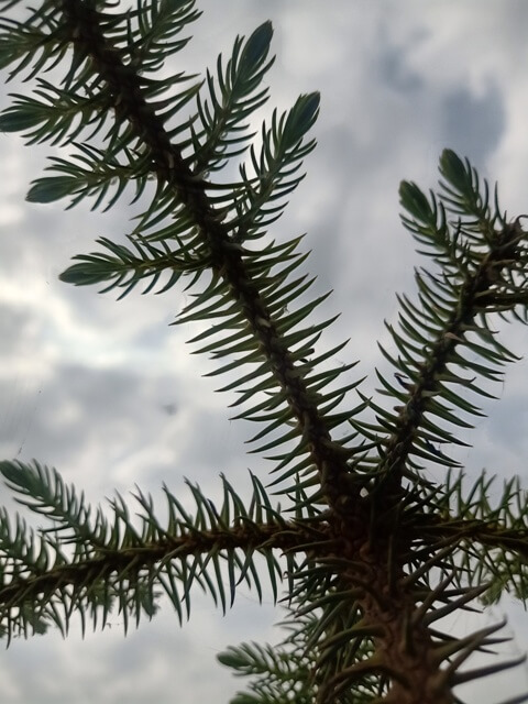 Pinus tree leaves and cloudy weather 
