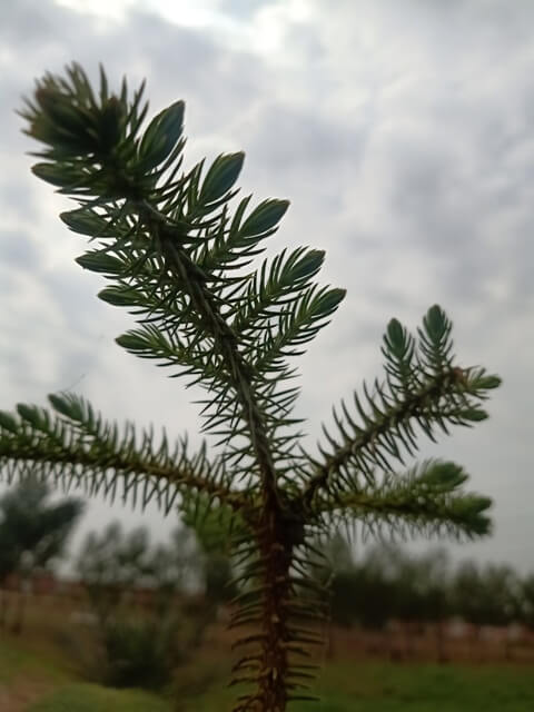 Garden pine plant leaves 