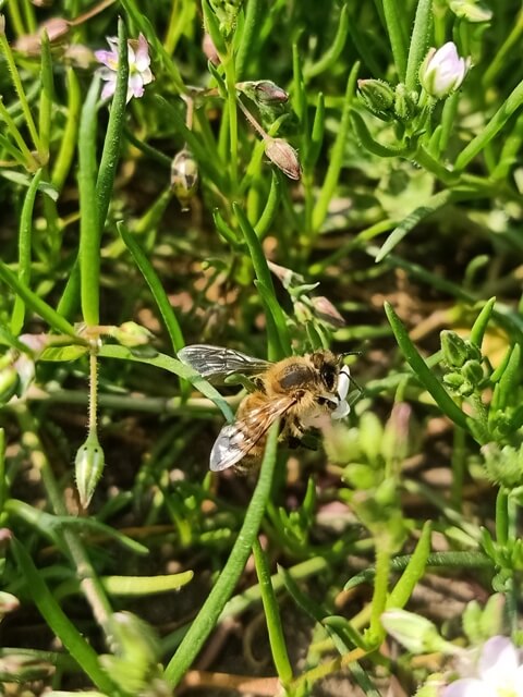 Corn spurry plants with honey bee 