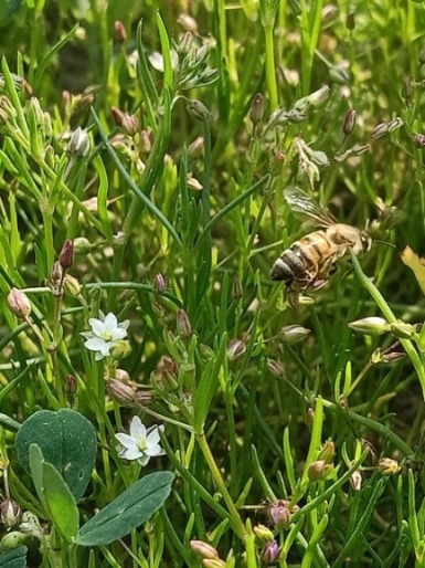 Pollination of corn spurrey flowers