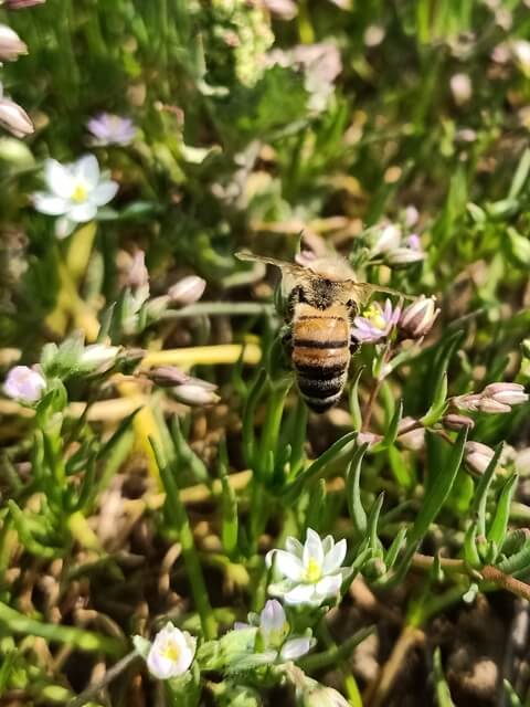 Honey bee pollination 