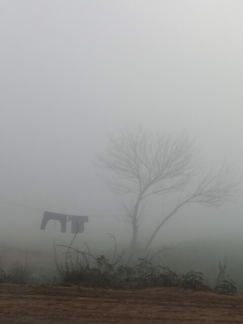 Country life and foggy morning 