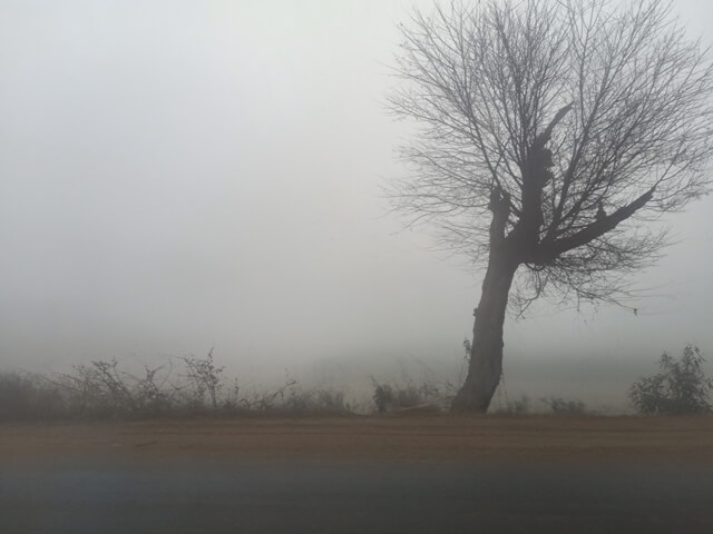 Roadside trees and traveling during fog
