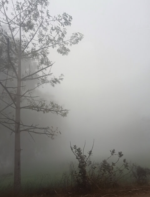 Trees and fog in the morning 