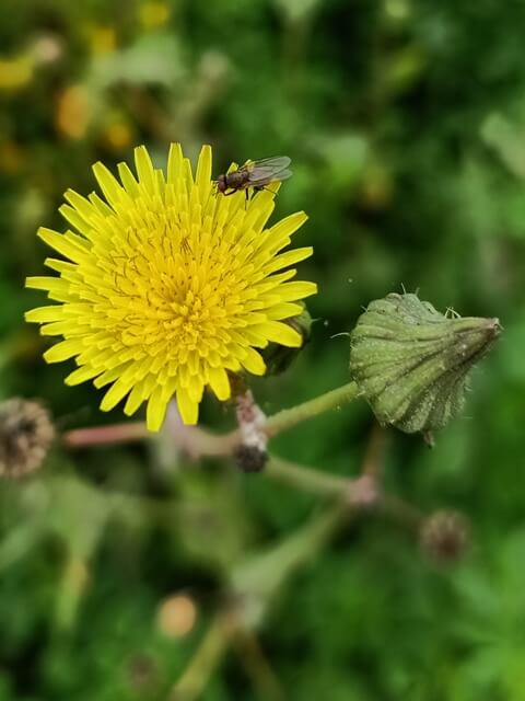 Bloom of a dandelion flower 