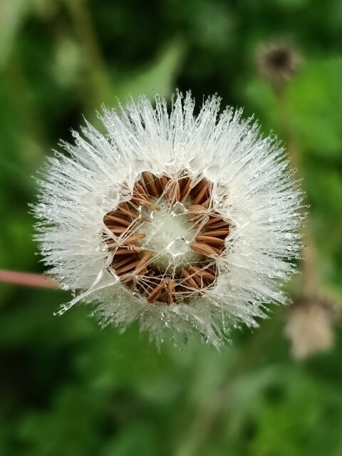 Dandelion seeds 