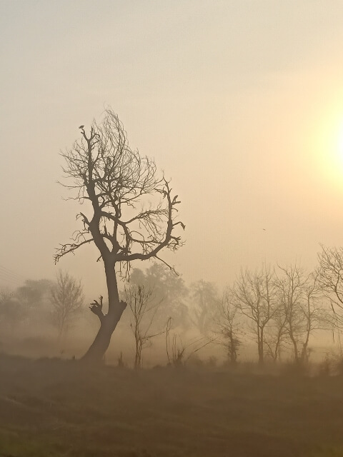 Sunrise in forest