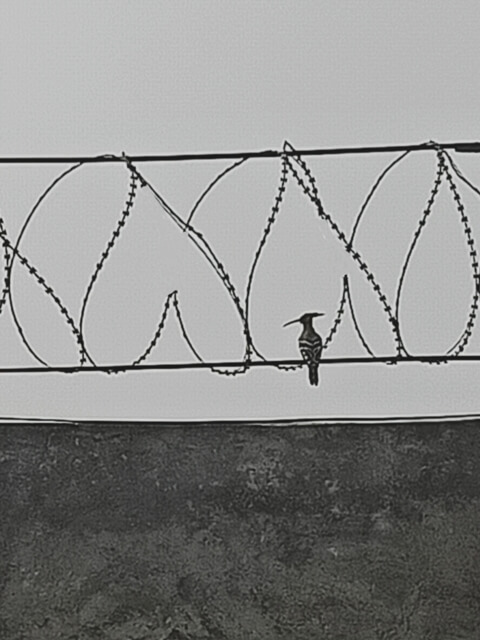 Woodpecker bird on a wall with wire 
