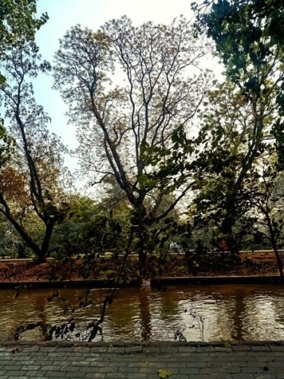 Canal view with trees 