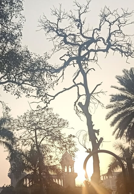 Aesthetic tree during sunset 