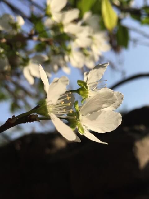 Flower of plum 