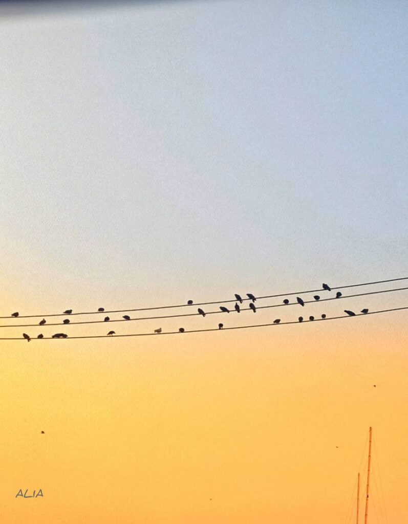 Birds on an electric wire 