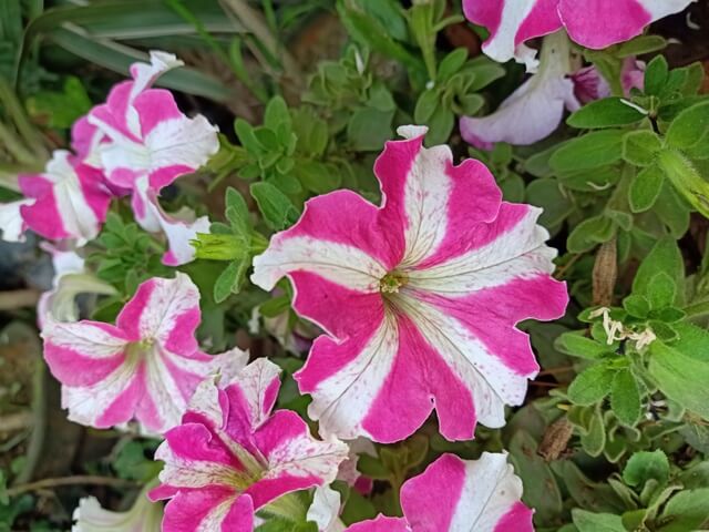 Pink Petunia flowers 