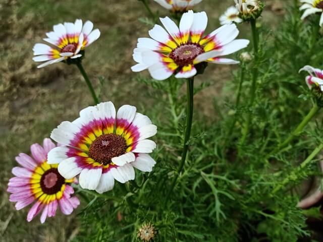 White daisy in a garden 