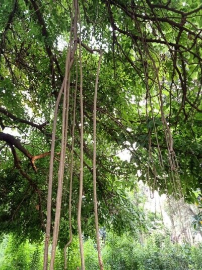 Tree branches in a botanical garden 