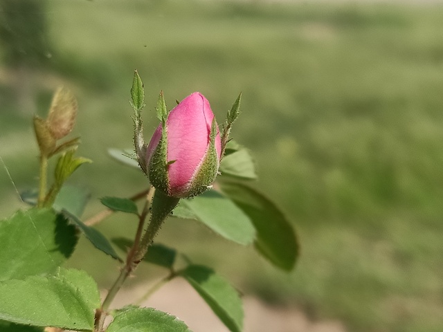 Rose bud image