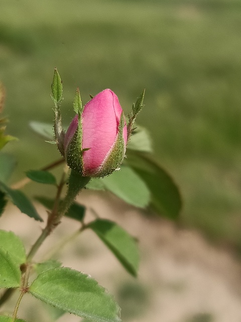 Pink rose bud 